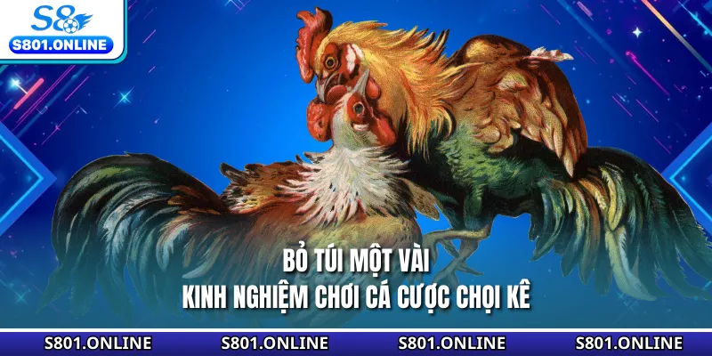 Bỏ túi một vài kinh nghiệm chơi cá cược chọi kê